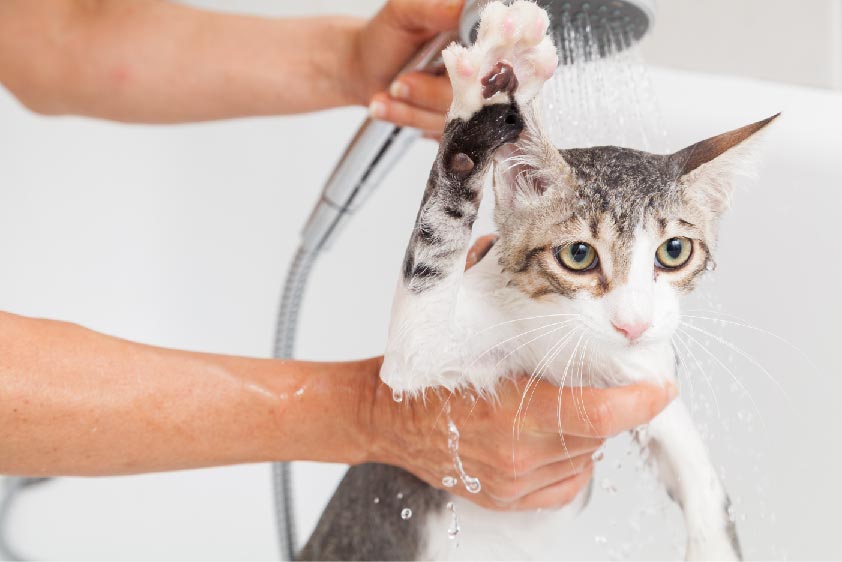 Laver un chat